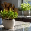 Crassula ovata 'Hobbit’: flores hobbit w botanice i kulturze