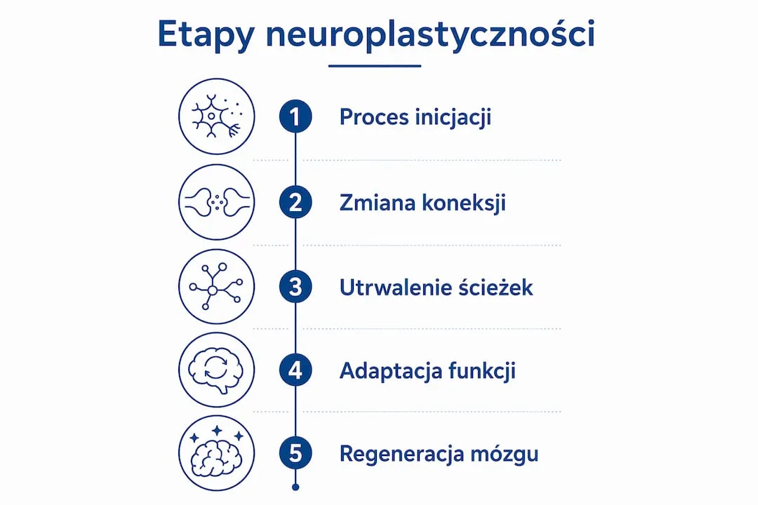 Grafika ilustrująca kolejne fazy plastyczności mózgu