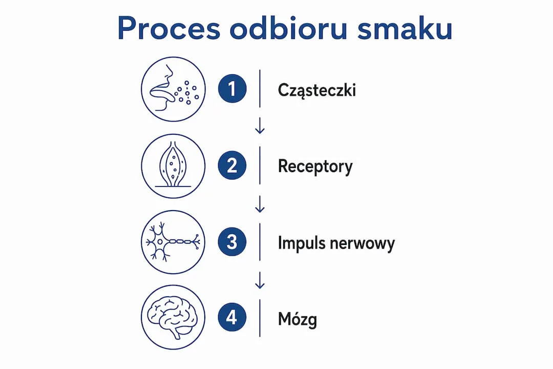 Grafika pokazująca, jak przebiega odczuwanie smaku