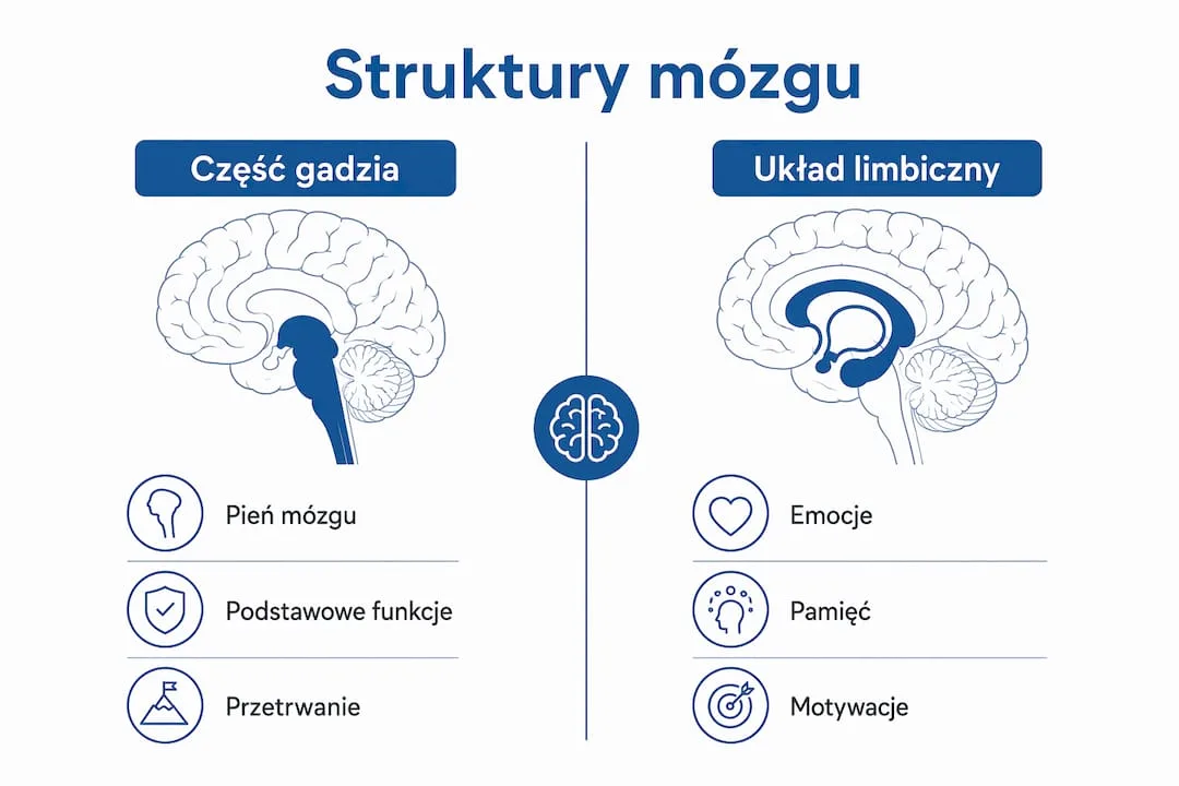 Infografika pokazująca, za co odpowiadają poszczególne części mózgu