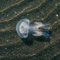 Co znajduje się na dnie oceanów? 5 największych tajemnic podwodnego świata