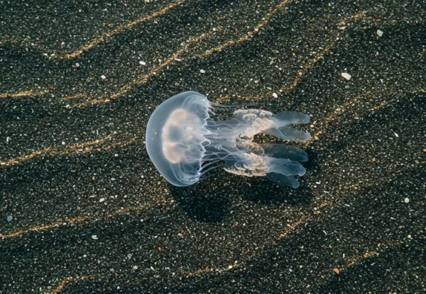 Co znajduje się na dnie oceanów? 5 największych tajemnic podwodnego świata